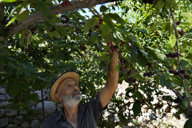Lebanese farmer Moussa Saab, checks a cherry tree at his orchard, in Chebaa, a Lebanese town near the border with Israel, south Lebanon, Friday, June 14, 2024. With cease-fire talks faltering in Gaza and no clear offramp for the conflict on the Lebanon-Israel border, the daily exchanges of strikes between Hezbollah and Israeli forces have sparked fires that are tearing through forests and farmland on both sides of the frontline. (AP Photo/Hussein Malla)