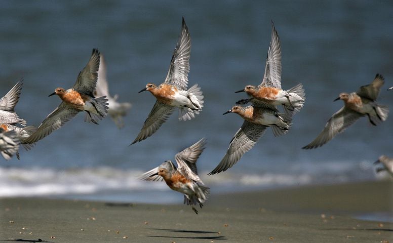 coastal birds