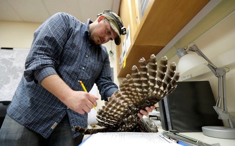 FILE - Wildlife technician Jordan Hazan records data in a lab from a male barred owl he shot earlier in the night, Oct. 24, 2018, in Corvallis, Ore. (AP Photo/Ted S. Warren, File)