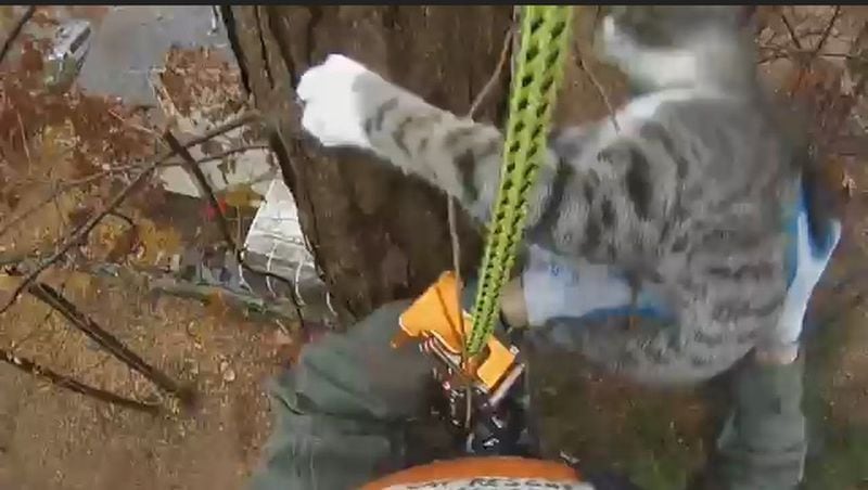Tom, Rescue #82, was not cooperative and tried to scamper higher up the tree. Normer Adams had to snag him before he went higher, making it difficult to stuff him in a bag. Many videos are made of blurred action, looking down from high-up in a tree. 