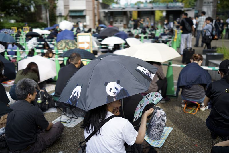 Visitors wait to see the giant pandas Ri Ri and Shin Shin at Ueno Zoo, a day before their return to China, Saturday, Sept. 28, 2024, in Tokyo. (AP Photo/Eugene Hoshiko)