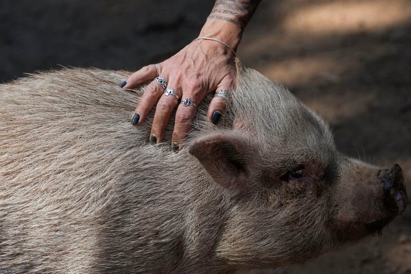 Kathy Cullen pets one of the pigs at her animal sanctuary, Jolene's Retreat, Monday, Sept. 23, 2024, in Occidental, Calif. (AP Photo/Godofredo A. Vásquez)