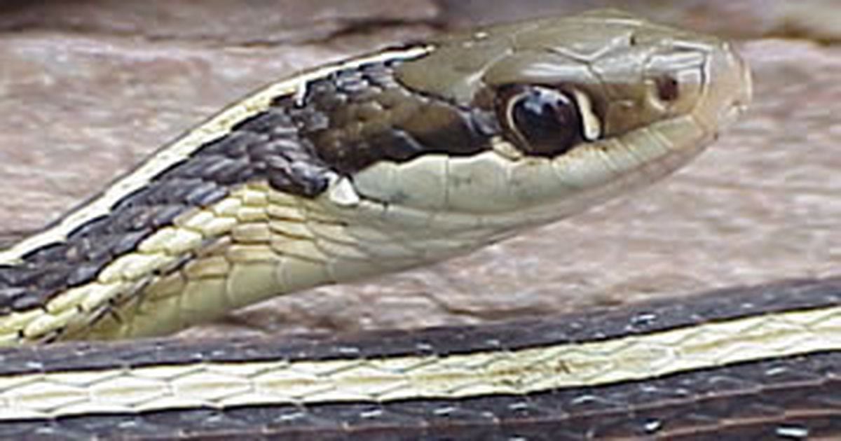 When Is Snake Season In Georgia It S Illegal To Own Or Kill Most Snakes