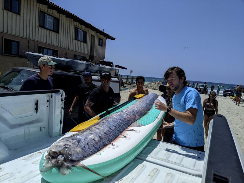 This image provided by The Scripps Institution of Oceanography shows a team of researchers and science-minded snorkelers working together to recover a dead oarfish from La Jolla Cove, Calif., Saturday, Aug. 10, 2024. (Michael Wang/The Scripps Institution of Oceanography via AP)