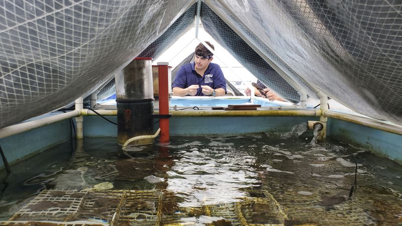 Nova Southeastern University researcher Shane Wever prepares live corals for transport at the school's Oceanographic Campus in Dania Beach, Fla., Sept. 18, 2024. (AP Photo/David Fischer)