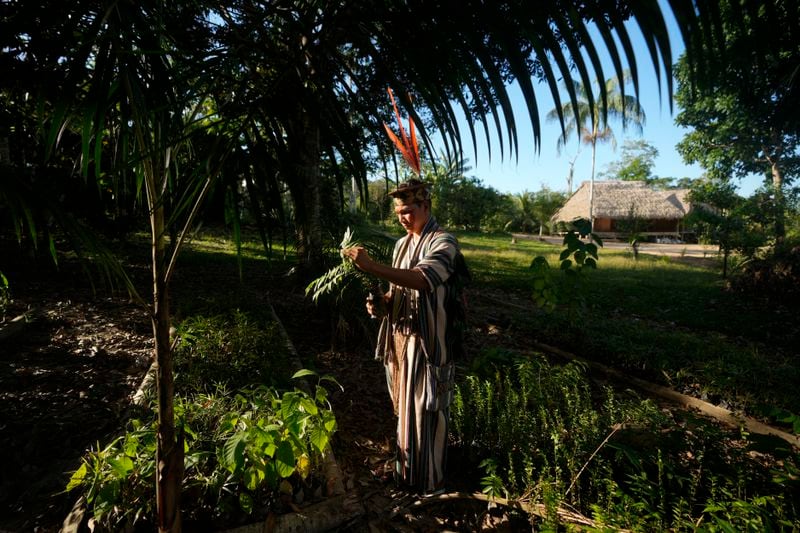 Ashaninka Indigenous youth Tayriykari inspects cedar baby trees for reforestation in the Apiwtxa village, Acre state, Brazil, Monday, June 24, 2024. (AP Photo/Jorge Saenz)