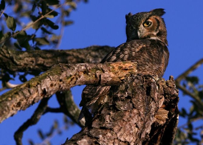 Coastal birds of Georgia