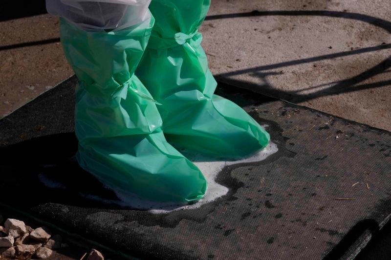 Sergio Visini , founder of Piggly farm, sanitises shoes before entering the pigs shed in Pegognaga, near Mantova, northern Italy, Wednesday, Sept. 25, 2024. (AP Photo/Luca Bruno)