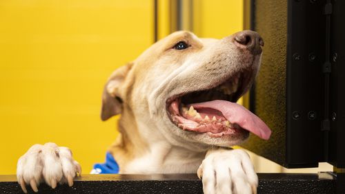 One of the dogs available for adoption peers out of a visitation window at the grand opening of the Fulton County Animal Shelter on Saturday, Dec. 2, 2023. (Olivia Bowdoin for the Atlanta Journal-Constitution). 