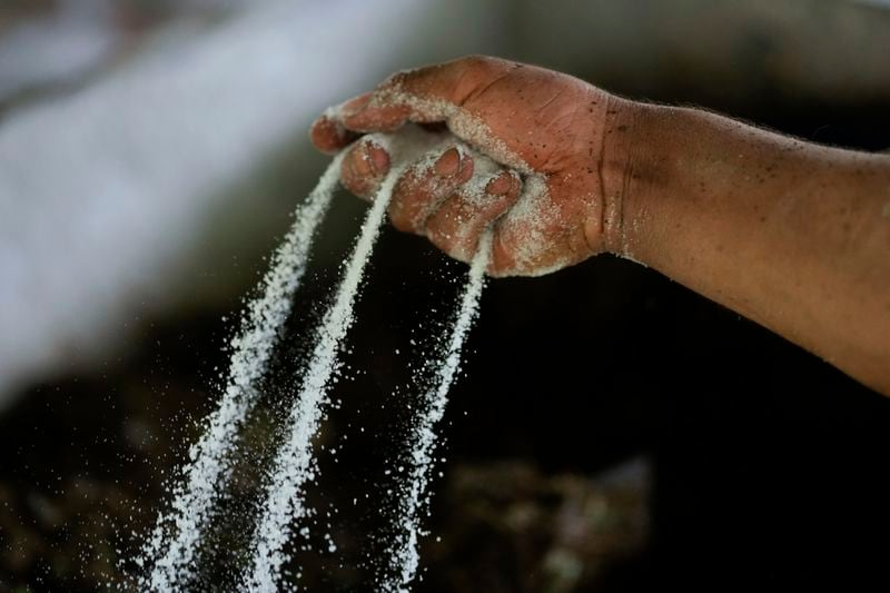 A farm laborer sprinkles powdered chemicals over mulched coca leaves as part of the process in making a coca base, in the hillsides of the Micay Canyon, southwestern Colombia, Tuesday, Aug. 13, 2024. The Micay Canyon, which plays a key role in the illicit trade of both drugs and weapons, connects the Andes mountains and the Pacific Ocean along dozens of remote trails used to bring cocaine to small ports where it is loaded unto homemade submarines heading to Central America. (AP Photo/Fernando Vergara)