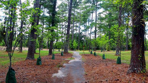 Trees Columbus received a $900,000 grant earlier this year to plant 500 trees between now and 2028 in overburdened and under-served parks that haven’t experienced tree restoration and proper tree planting in over 60 years. (Photo Courtesy of Kala Hunter)