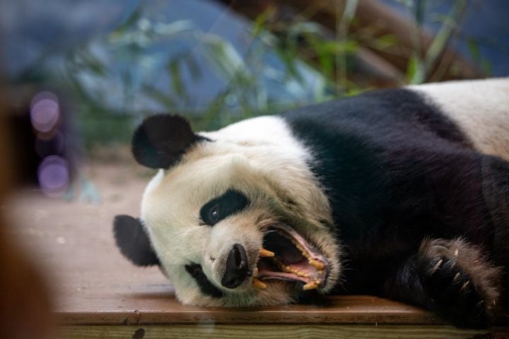 Giant Panda farewell as they go back to China