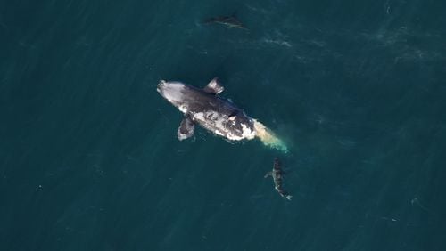A dead endangered North Atlantic right whale calf was located off Georgia's Tybee Island on Wednesday, Feb. 14, 2024.