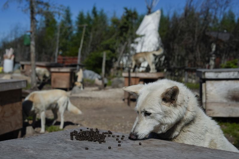 A dog, one of Dave Daley, a member of the Metis Nation, eats, Thursday, Aug. 8, 2024, in Churchill, Manitoba. (AP Photo/Joshua A. Bickel)