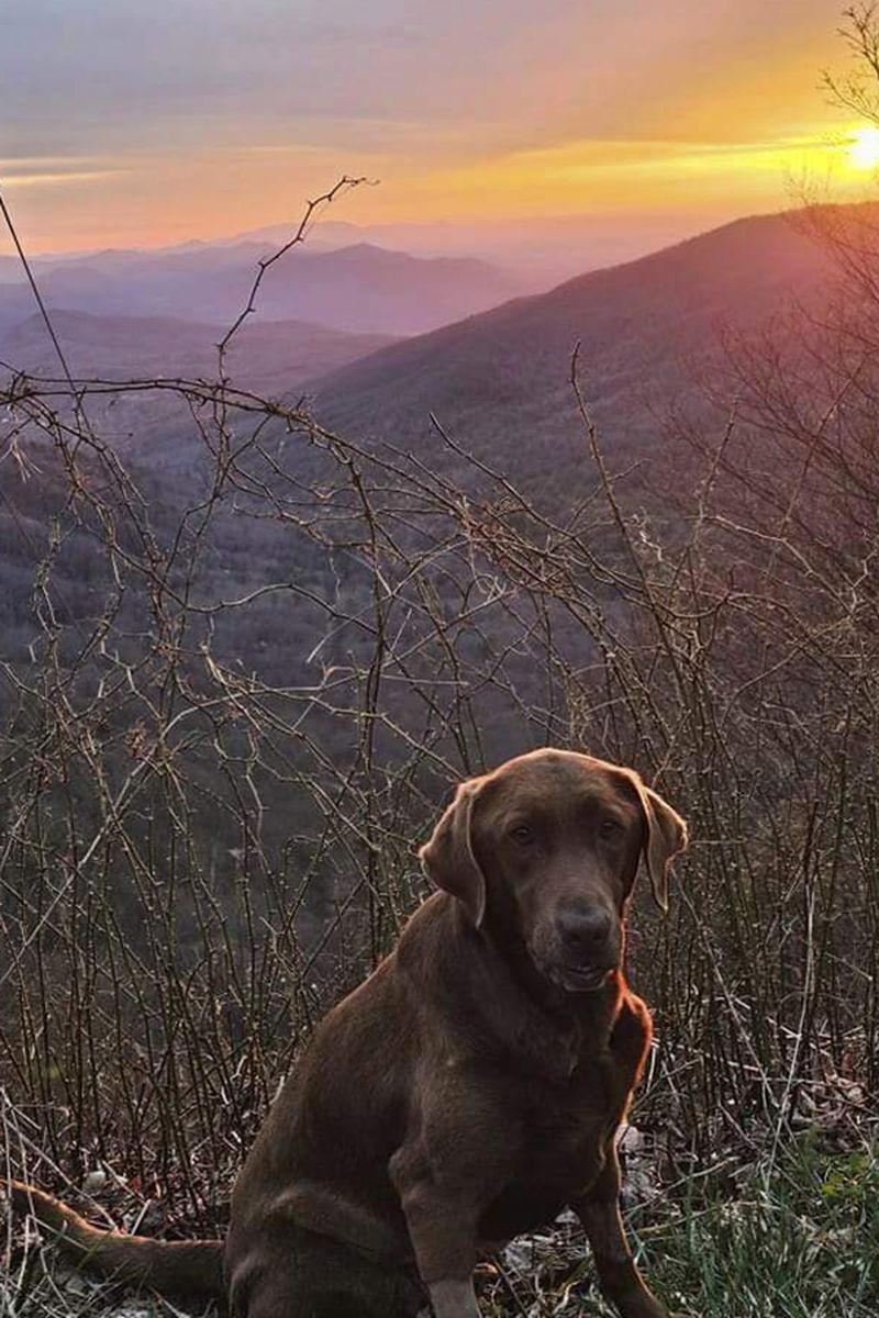 This undated photo shows a chocolate lab Moss, that belongs to Boone McCrary of Greeneville, Tenn., who died after his boat capsized while he was trying to rescue a man trapped on his roof during Hurricane Helen. (Laura Harville via AP)