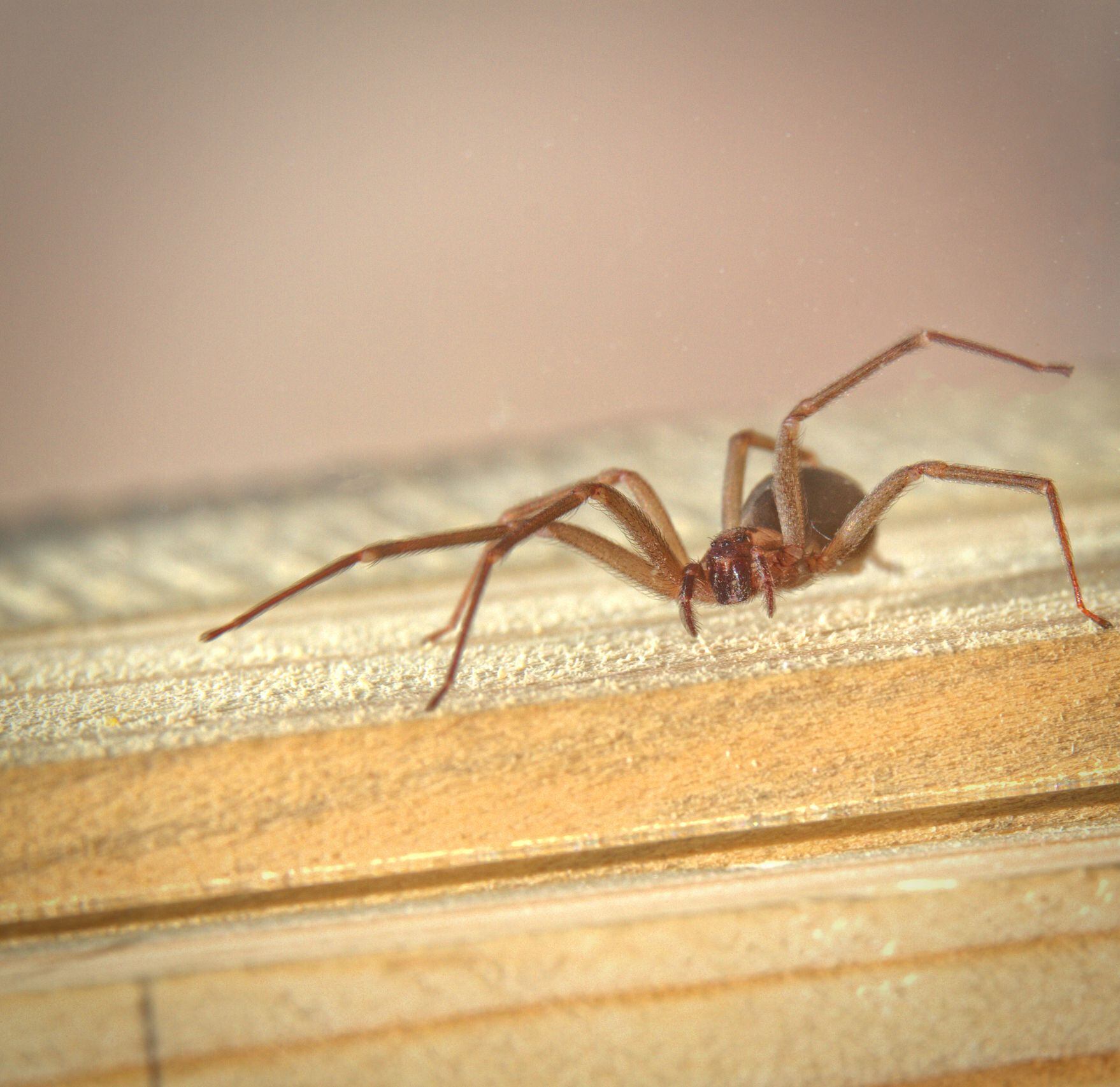 3 Venomous Spiders to Keep Out of Your Home in Spokane, WA